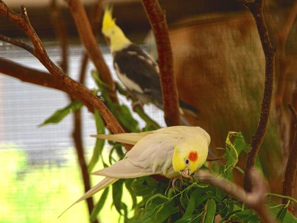 Birds