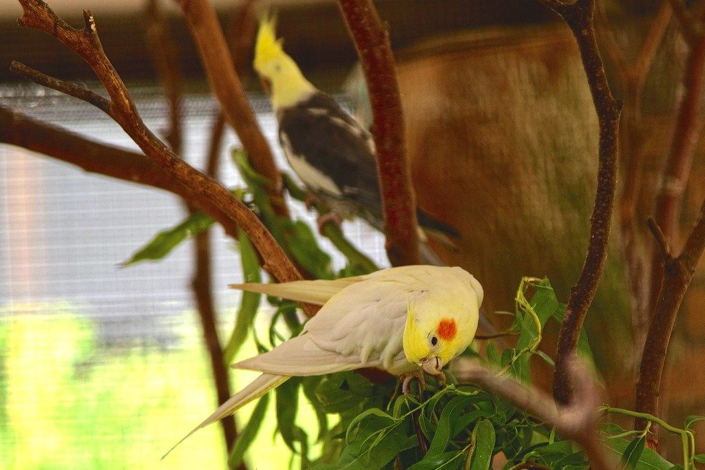 Birds