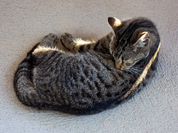 Cats