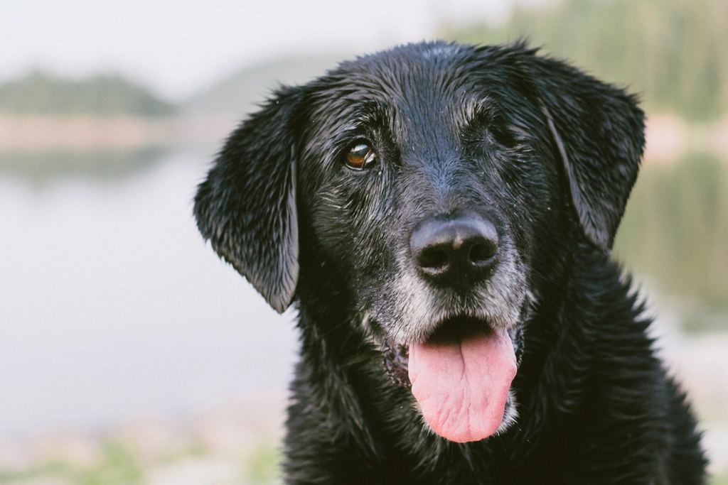 A senior black Labrador, tongue out, looking at the camera