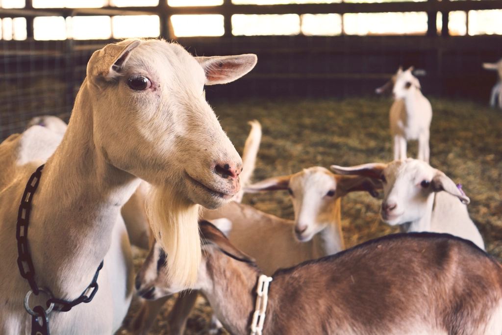 Horses & farm