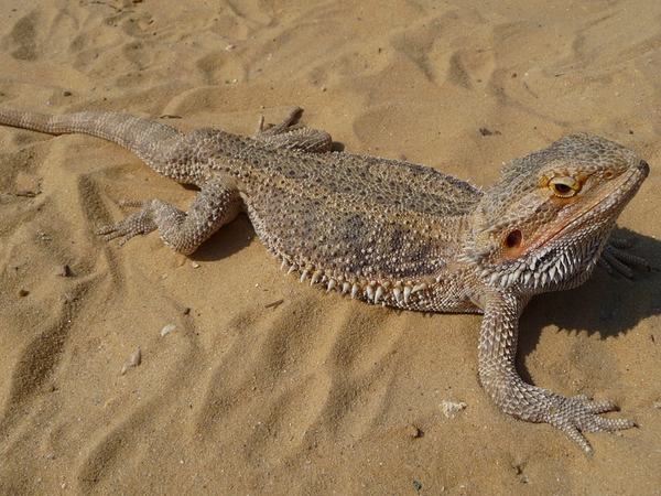 Reptiles