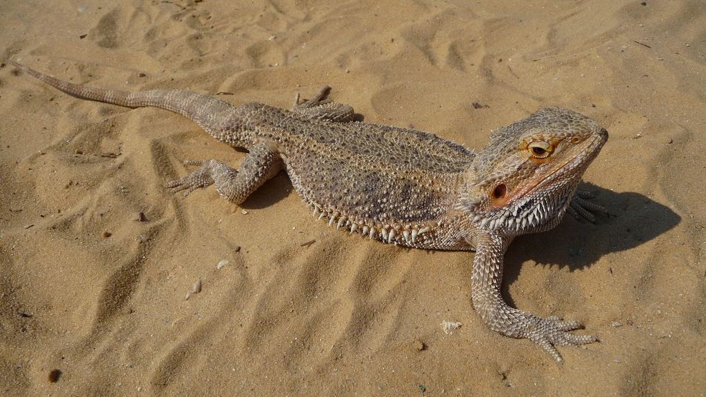 Reptiles