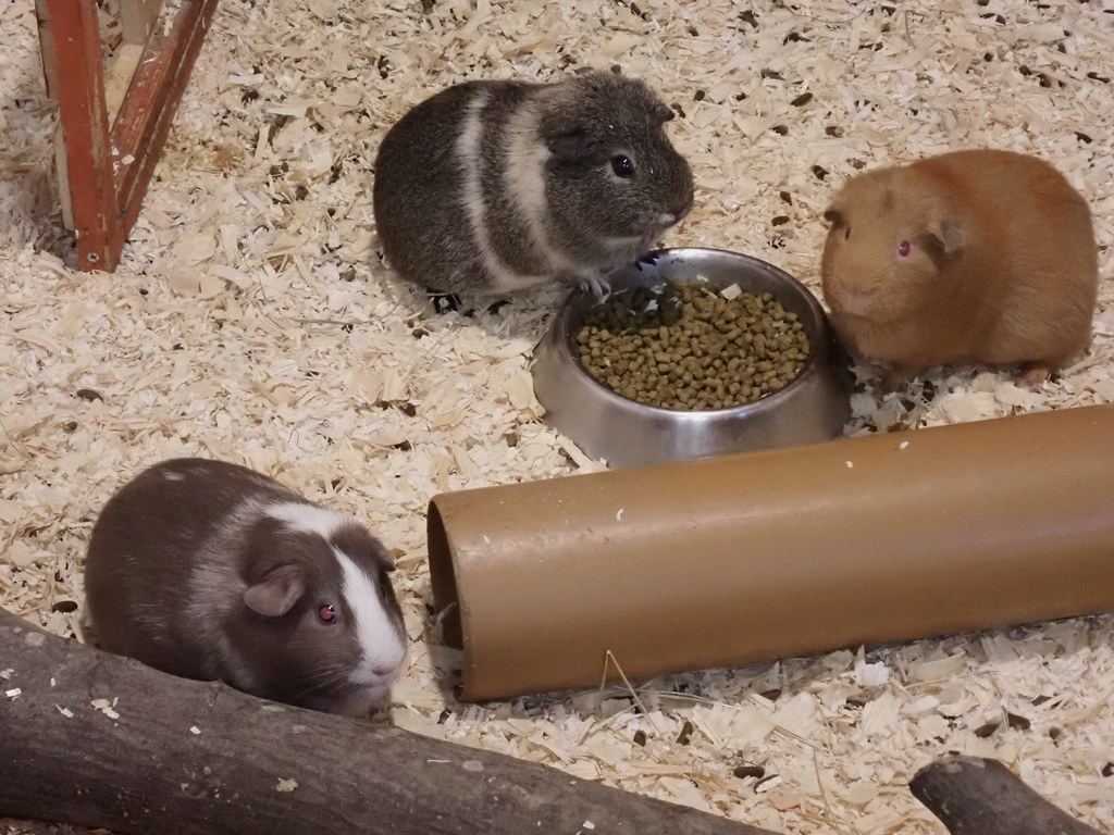 Small pets
